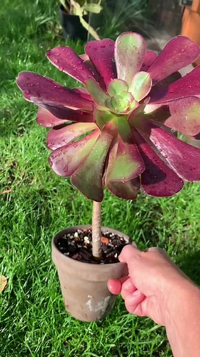 ThePlantRescuer on TikTok