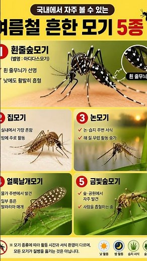 국내에서 자주 볼 수 있는 여름철 모기 5종 🦟 #모기 #여름 #생활정보 #건강정보