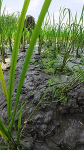 9.7K views · 95 reactions | Best Traditional Sunny Day Village Fishing Technique Part 5 | Local Fishing Videos | Facebook