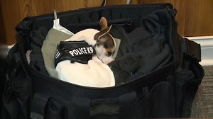 Chihuahua on patrol: Ohio police department employs tiny service dog
