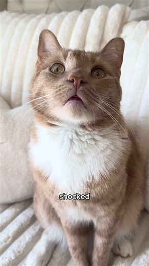 Ember is a VERY expressive boy