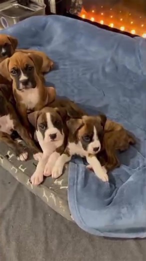 #boxerpuppies #boxersofinstagram #boxerpuppy #boxer #boxerdog 10 boxer puppies are joyfully scattered across the floor, turning the small space into a lively playground. They bounce off one another with clumsy enthusiasm,