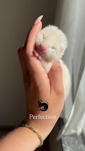 Fluffy Ferret Adventures Await at Ferret Haven