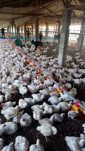 Indoor Chicken Farming: Insights on Chicken Behavior