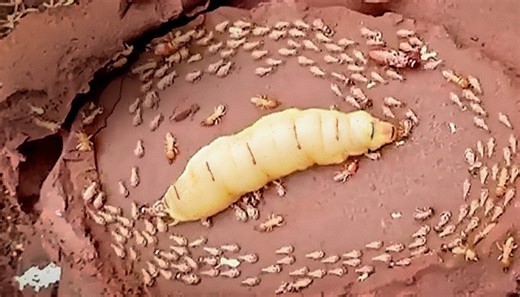 Why termite loyalty can become deadly inside the colony