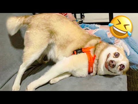 Funniest Dogs And Cats - Best Funny Animal Videos Of The 2021 🤣