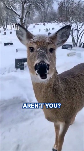Making friends with adorable deer at the graveyard