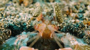 2.2K views · 82 reactions | The Tiger Mantis (Lysiosquillina...