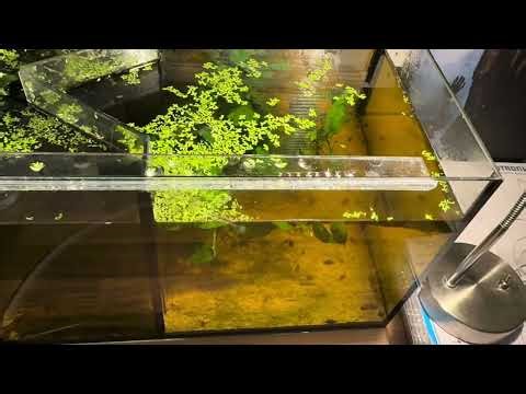 What is a wedge-shaped tank? - Easily breed celestial pearl danios