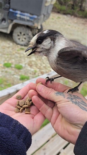 Gary they Grey Jay and his wife Winnie won't let me have any! #greyjay #camprobber #wishkyjack