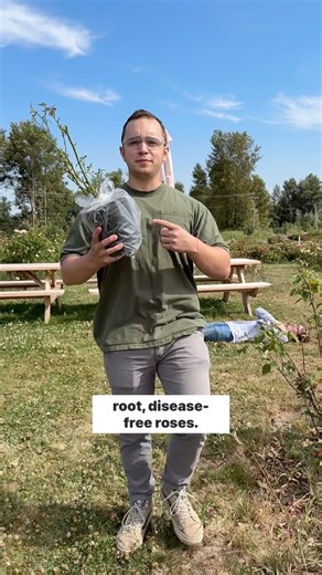 13K views · 280 reactions | Making Our World Beautiful, On Rose at a Time.  #heirloomroses #rosegarden #gardeningtips #growroses | Heirloom Roses | Facebook