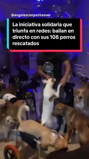 🐶❤️ Bailar en directo para salvar 108 vidas: la iniciativa solidaria que sostiene a un albergue en Veracruz. 👉 En Veracruz (México), una zona donde el abandono animal es una triste constante y la ayuda local es muy reducida, Alejandra y Daniel decidieron no mirar hacia otro lado. Actualmente cuidan de 108 perros y un gatito rescatados de las calles en situaciones extremas. Para garantizar su bienestar, la pareja recurre a los directos en TikTok: bailan junto a sus animales para recaudar las do