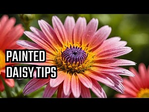 "The Ultimate Guide to Growing Vibrant Painted Daisies! 🌼💡"
