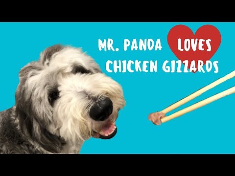 Cooking Demo - How We Cook Chicken Gizzards for our Dog - Mr. Panda the Sheepadoodle Doodle!