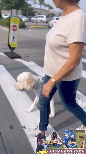 15 shares | Does your dog exhibit hyperactive behavior that makes it...