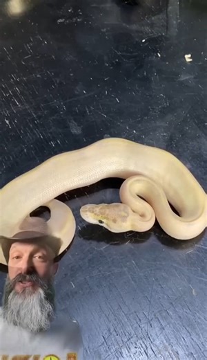 Let's solve a Snake Mystery!