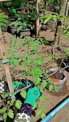The Best DIY Tomato Trellis for Pots! 🍅 #Gardening #Shorts