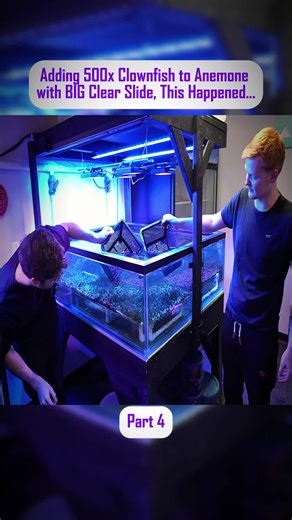 Creating a Balanced Aquarium Ecosystem with Koi Fish