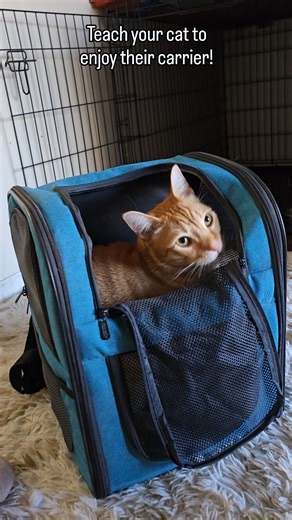 Dragon Taming | Animal Behavior & Training on Instagram: "This should be a big priority with your cat - being easily able to be transported. It's especially important if you ever have an emergency or a medical emergency with your cat. A couple helpful tips - Leave your carriers out and open! Cats can't resist confined spaces 😉 Reward them for investigating and going into them. Play with toys (cat wands are great) around and into them as well. Work on carrying them around the house before bigger