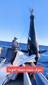 96K views · 526 reactions | How's the size of this tuna big northern bluefin | On The Deck - Footage from Australia's Commercial Fisherman | Facebook