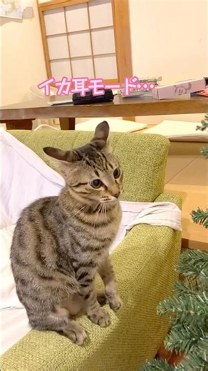 ヤンチャ過ぎる猫さん