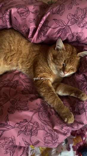 today started a little slow 🤍 trying to stay more mindful and prioritising the things that bring me joy 🧡 how was your morning? #digitaldiary #morningroutine #cozy #joy #metime