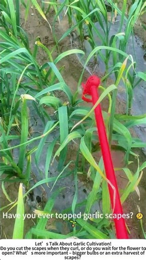 Topping Garlic Scapes – A Trick to Plump Up the Bulb Below! 🧄🌿