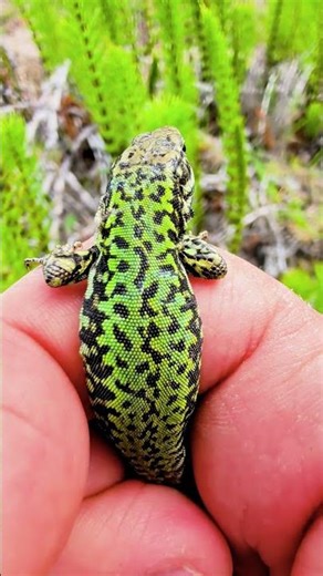 Catching A RARE, Non Native Lizard In The UK!