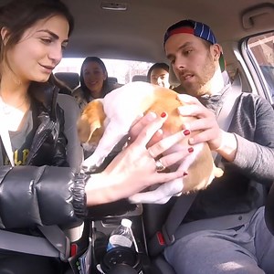 The best Uber driver out there! 🐶😍 | MetDaan Animals