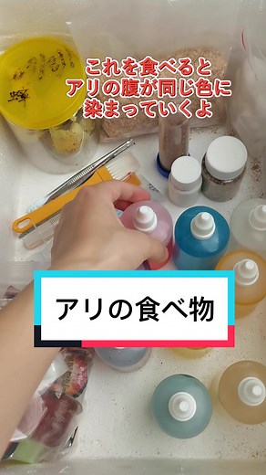 会社のペットアリは何を食べるの？最後の蛋白質がちょっとキモい、苦手な人は見ないでね #会社でアリを飼う #昆虫 #ペットのいる暮らし #蟻 #ザ・アンツ