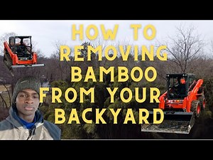 How to Remove Bamboo from Your back yard 🎋