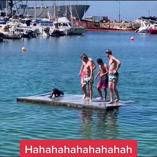 They was spooked by the otter 🦦 #otter #funny #fail #ocean #shoutoutot (via falsebayyachtclub/IG)