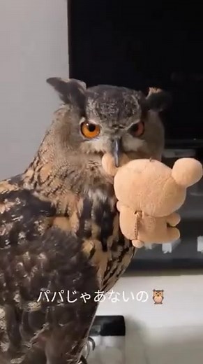 12K views · 509 reactions | Hunting owl at last time tonight #owl #owls #birds #owlsofinstagram #nature #bird #owllover #art #wildlife #owlstagram #owllovers #birdsofinstagram #owllove #owlobsession #naturephotography #wildlifephotography #owlart #birdphotography #animals #photography #owltattoo #barnowl #handmade #birdsofprey #owlphotography #owleyes #eule #best #owlsome #love | Smart Skills | Facebook