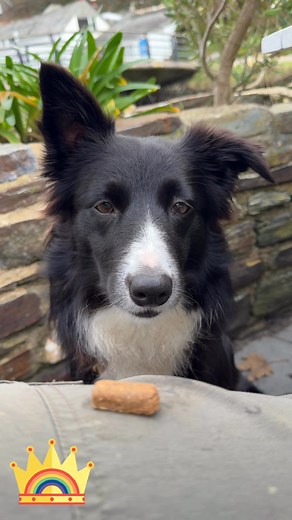 7.8K views · 499 reactions | Wanda loves a treat  #FabulousFinn #bemoredog #bordercollie #dogtreats #job | Fabulous Finn | Facebook