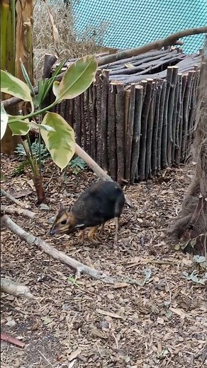 The Philippine Mouse-Deer: Small, Silent, and Endangered