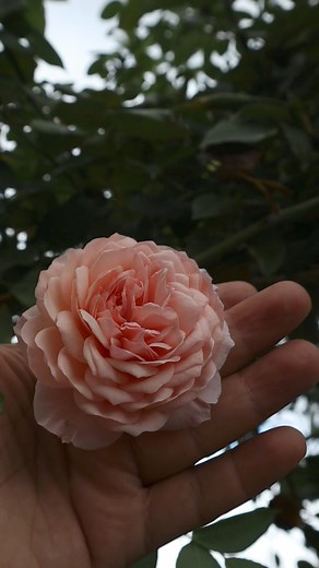 15K views · 1.5K reactions | Rosal inglés William Morris, una...