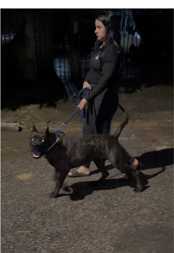 Será que ela tem medo de andar à noite ?☠️🫡 #cane #canecorso #canecorsoitaliano #adestramento #cachorro #segurança #guarda #peso