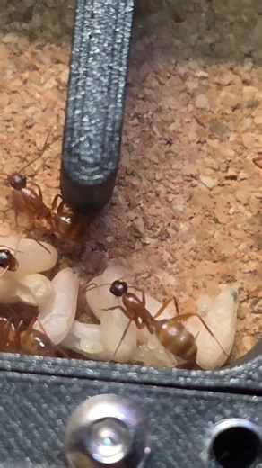 #Camponotus CAO2 #wakooshi #babies