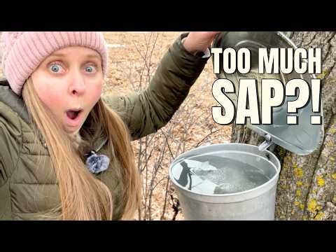 My Sap Buckets Are OVERFLOWING… I Need Your Help!