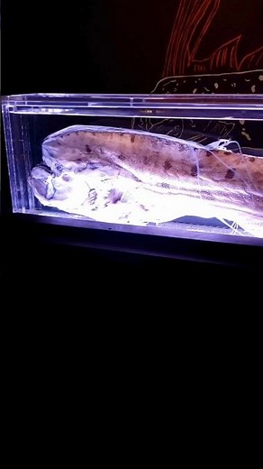 Oarfish and King-of-the-Salmon Scripps Birch Aquarium La Jolla | San Diego California