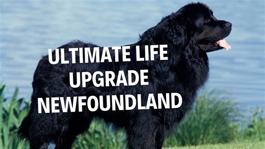 Newfoundland dogs: The ultimate life upgrade