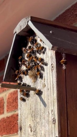 All together now ... These Tree bumblebees are fanning their nest to keep it cool 🌡️ Most UK bumblebees nest on or underground in our gardens and green spaces. Tree bumblebees, however, prefer to nest high above the ground – bird boxes containing old bird nests are a firm favourite 🐦 Have you spotted a Tree bumblebee nest? 🎥 Annette Knight | Bumblebee Conservation Trust