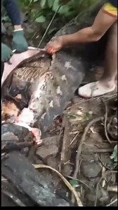 Missing woman found inside 16-foot python after it reportedly swallowed her whole in Indonesia