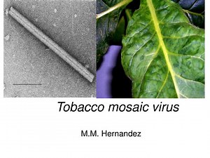 Tobacco mosaic virus - SlideServe