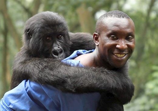 Watch: Trailer For Award Winning Gorilla Documentary ‘Virunga’