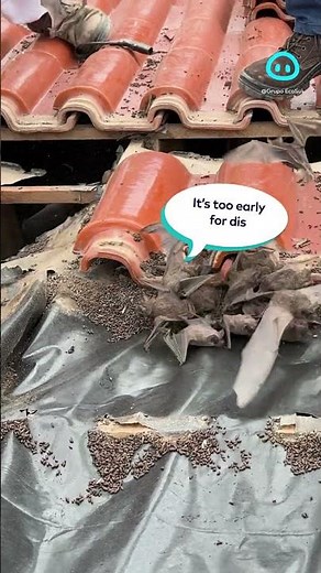 Company Removes Bats From Roof Tiles || ViralHog Shorts