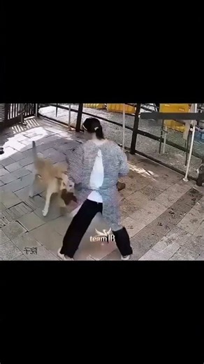 Instant Karma to dog...💀