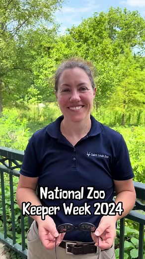 36K views · 884 reactions | Tomorrow is the official start of National Zoo Keeper Week, but we're kicking it off a little early! Over the next week, this page will be highlighting all the ingenuity, care, knowledge and hard work that goes into being a keeper at the Saint Louis Zoo. From enrichment to conservation work, nutrition and habitat design, way more goes into a career as a keeper than many realize. #NZKW2024 #NZKW #NationalZooKeeperWeek | Saint Louis Zoo | Facebook