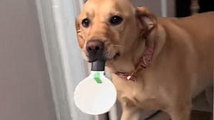 Rescue dog's unusual habit surprises family We interviewed instagram.com/dogsjustwannahavefun3 for this video produced exclusively by GeoBeats. | GeoBeats Animals