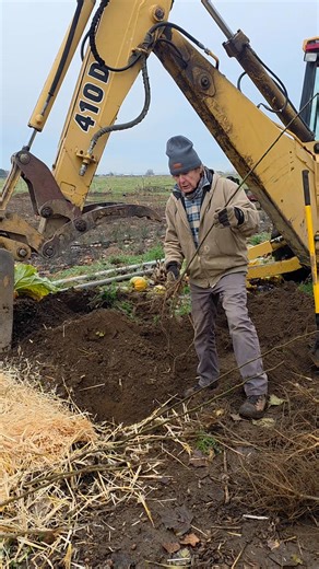 2.6K views · 65 reactions | This morning’s task: heeling in our brand-new quaking aspens! Jim is giving them a safe, temporary place to rest their roots before they’re planted for good in the Spring. Big things are growing at Cloudview! #cloudviewfarm #educationalfarm #heeling #quakingaspen | Cloudview Farm Ephrata | Facebook